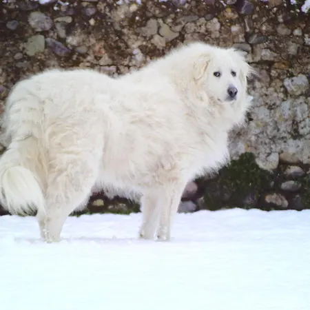 Chateau De Heaas Pensión Feas