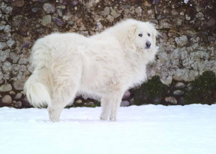 Chateau De Heaas בית הארחה Feas