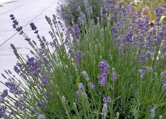 בית הארחה Chateau De Heaas 3*